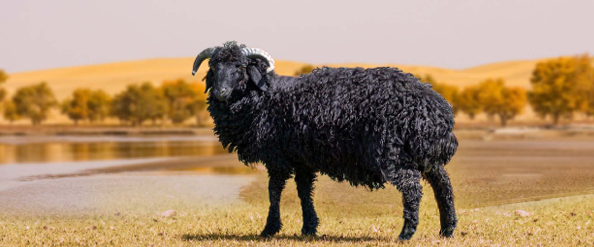 乳羔羊&middot;南疆